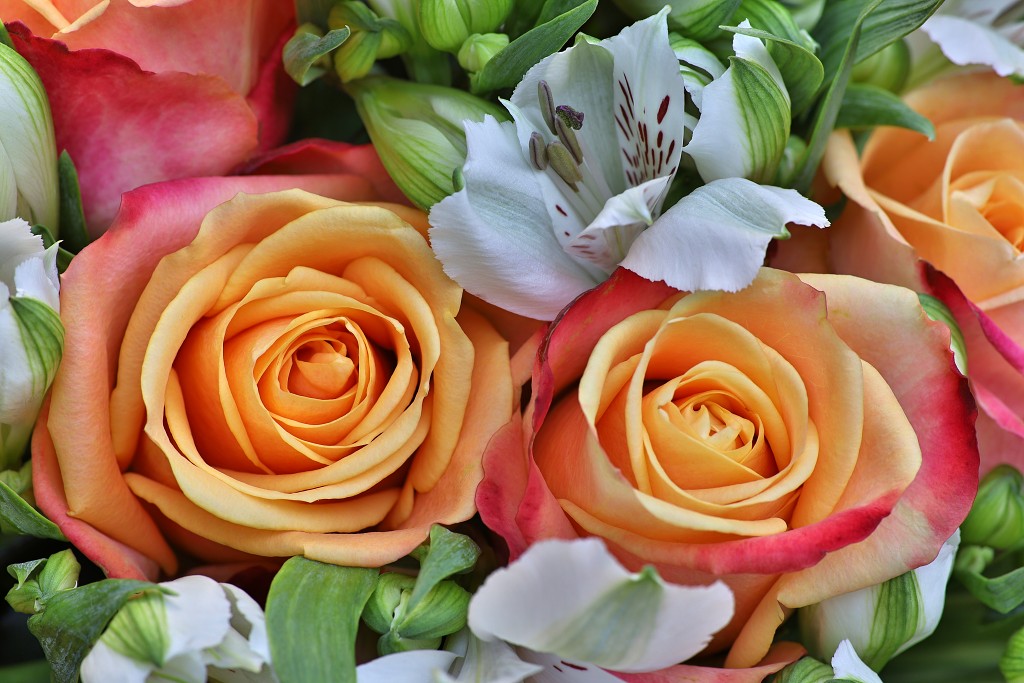 rozen roos rosa hdr natuur bloem bloemen cultivars cultivar rosaceae tuin rozentuin valentijn liefde